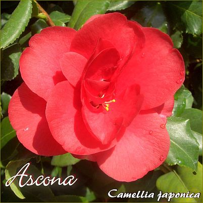 Ascona - Camellia japonica - Preisgruppe 4 (33)