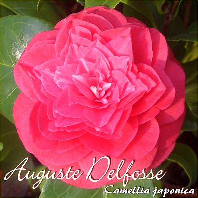 Auguste Delfosse - Camellia japonica - Preisgruppe 4 (223)