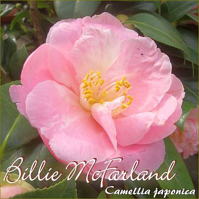 Billie McFarland - Camellia japonica - Preisgruppe 2 (28)