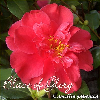 Blaze of Glory - Camellia japonica - Preisgruppe 2 (169)