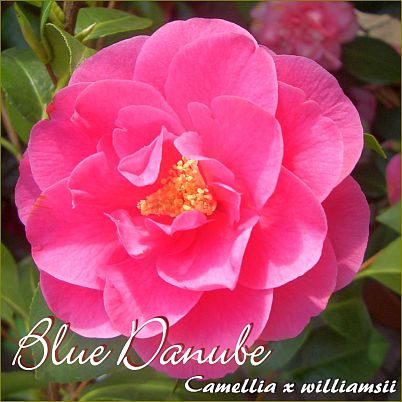 Blue Danube - Camellia x williamsii - Preisgruppe 2 (165)