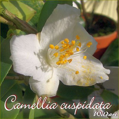 Camellia cuspidata - Wildart - Preisgruppe 2 (83)