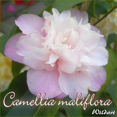 3-jährige Pflanze Wildart Kamelie "Camellia maliflora" 134 