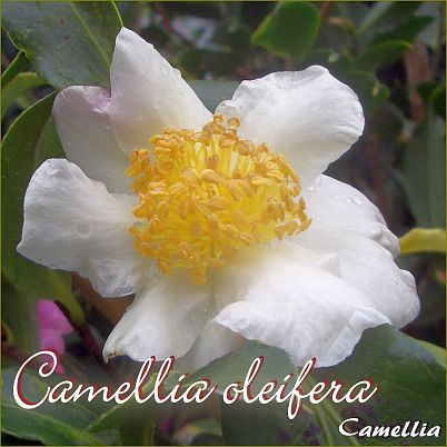 Camellia oleifera - Camellia - Preisgruppe 2 ()