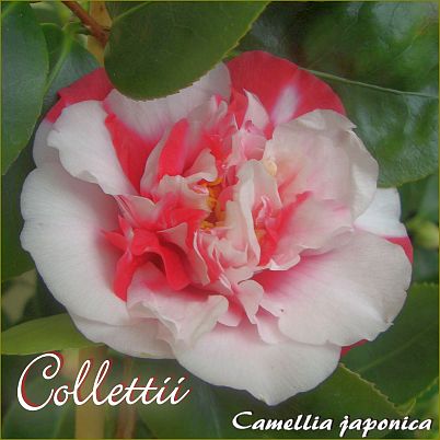Collettii - Camellia japonica - Preisgruppe 4 (IT)