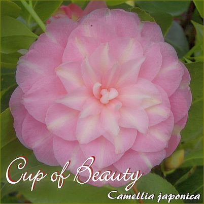 Cup of Beauty - Camellia japonica - Preisgruppe 2 (250)