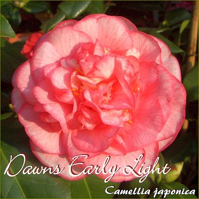 Dawns Early Light - Camellia japonica - Preisgruppe 2 (20)