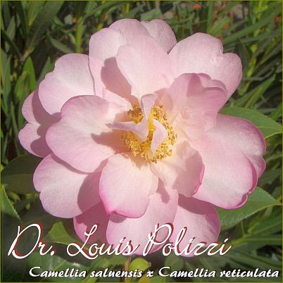 Dr. Louis Polizzi - Camellia saluensis x Camellia reticulata - Preisgruppe 2 (181)