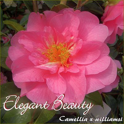 Elegant Beauty - Camellia x williamsii - Preisgruppe 4 (182)