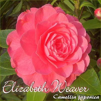Elizabeth Weaver - Camellia japonica - Preisgruppe 2 (157)