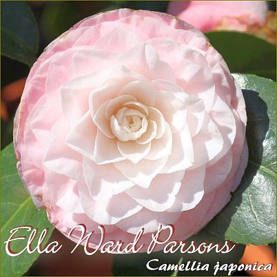 Ella Ward Parsons - Camellia japonica - Preisgruppe 5 (IT)