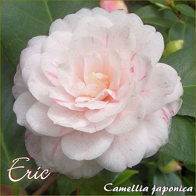 Eric - Camellia japonica - Preisgruppe 4 (130)