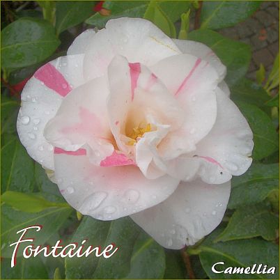 Fontaine - Camellia - Preisgruppe 2 (243)