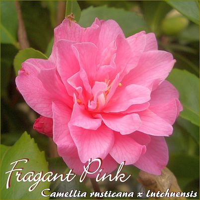 Fragrant Pink - Camellia rusticana x lutchuensis - Preisgruppe 7 (IT)