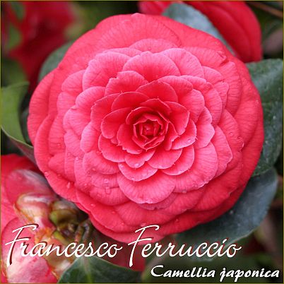 Francesco Ferruccio - Camellia japonica - Preisgruppe 4 (IT)