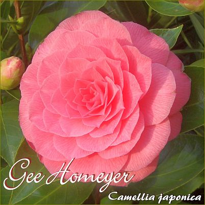 170 3-jährige Pflanze Kamelie "Gee Homeyer" Camellia japonica 