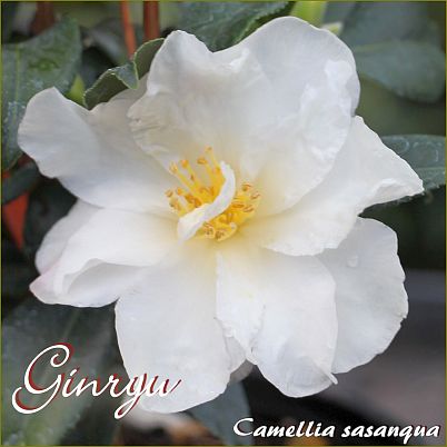 Ginryu - Camellia sasanqua - Preisgruppe 3 (IT)