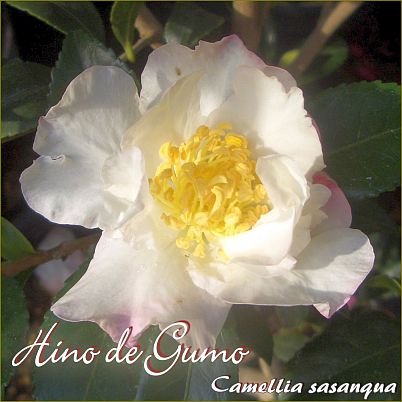 Hino de Gumo - Camellia sasanqua - Preisgruppe 4 (IT)