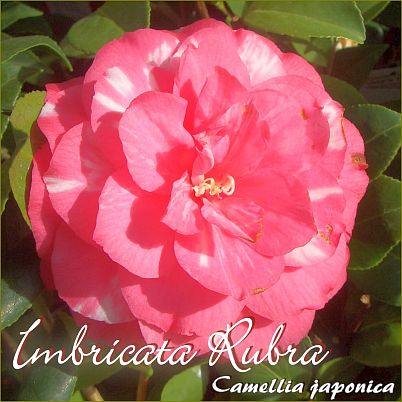 Imbricata Rubra - Camellia japonica - Preisgruppe 2 (44)