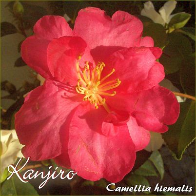 Kanjiro - Camellia hiemalis - Preisgruppe 5 (IT)