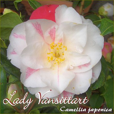 Lady Vansittart - Camellia japonica - Preisgruppe 4 (116)