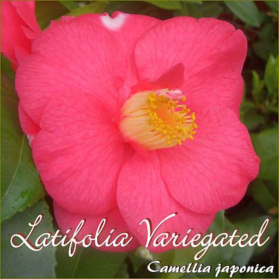 Latifolia Variegated - Camellia japonica - Preisgruppe 2 (110)