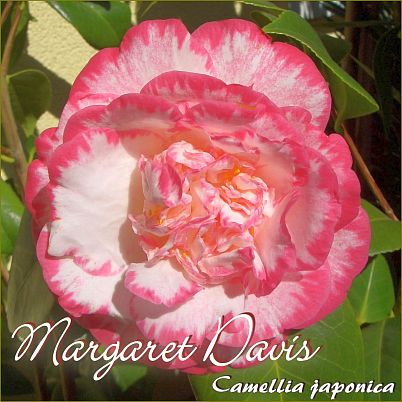 Margaret Davis - Camellia japonica - Preisgruppe 4 (IT)