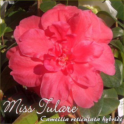 Miss Tulare - Camellia reticulata hybride - Preisgruppe 2 (168)