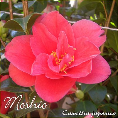 Moshio - Camellia japonica - Preisgruppe 4 (IT)