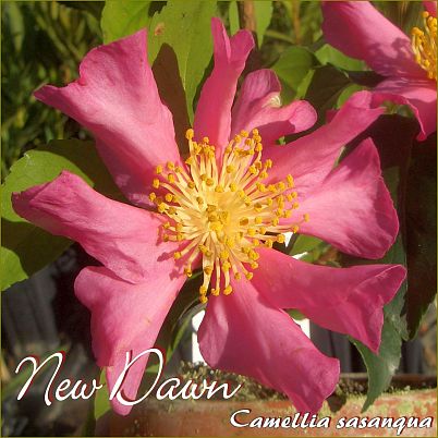 New Dawn - Camellia sasanqua - Preisgruppe 2 (198)