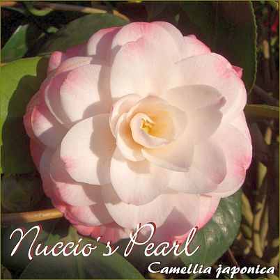 Nuccio´s Pearl - Camellia japonica - Preisgruppe 4 (IT)
