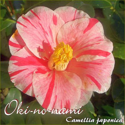 Oki-no-nami - Camellia japonica - Preisgruppe 4 (173)