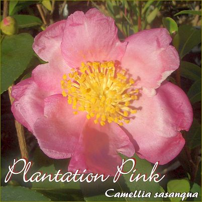 Plantation Pink - Camellia sasanqua - Preisgruppe 4 (154)
