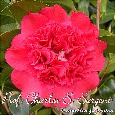 Prof. Charles S. Sargent - Camellia japonica - Preisgruppe 2 (164)