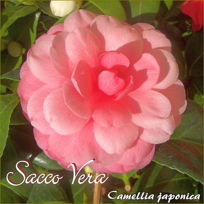 Sacco Vera - Camellia japonica - Preisgruppe 6 (143)