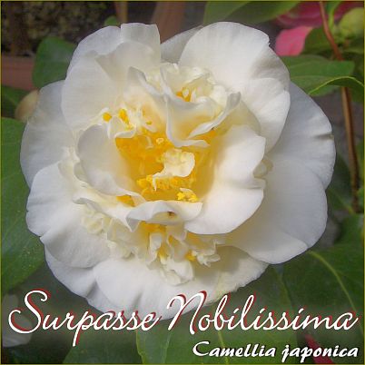 Surpasse Nobilissima - Camellia japonica - Preisgruppe 6 (66)