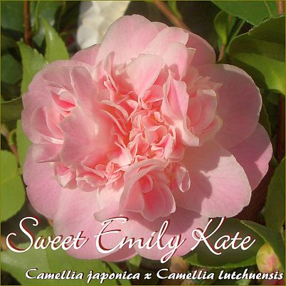 Sweet Emily Kate - Camellia japonica x Camellia lutchuensis - Preisgruppe 4 (108)