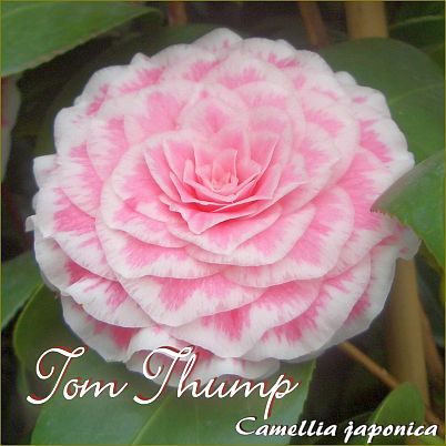 Tom Thump - Camellia japonica - Preisgruppe 4 (255)