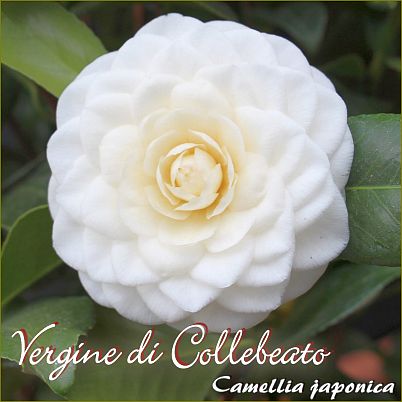 Vergine di Collebeato - Camellia japonica - Preisgruppe 4 (IT)