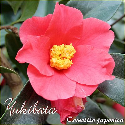 Yukibata - Camellia japonica - Preisgruppe 5 (IT)