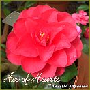Ace of Hearts - Camellia japonica - Preisgruppe 2 (159)