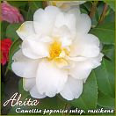 Akita - Camellia japonica subsp. rustikana 4 bis 5-jährige Pflanze (94)