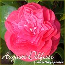 Auguste Delfosse - Camellia japonica - Preisgruppe 2 (223)