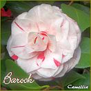 Barock - Camellia - Preisgruppe 4 (246)