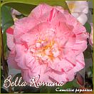 Bella Romana - Camellia japonica - Preisgruppe 2 (72)