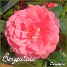 Bergpalais - Camellia - Preisgruppe 2 (244)