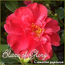 Blaze of Glory - Camellia japonica - Preisgruppe 4 (169)