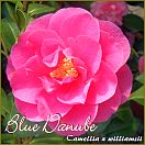Blue Danube - Camellia x williamsii - Preisgruppe 2 (165)