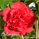 Bolongara - Camellia japonica - Preisgruppe 4 (79)
