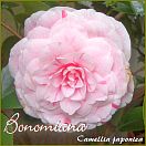 Bonomiana - Camellia japonica - Preisgruppe 4 (55)